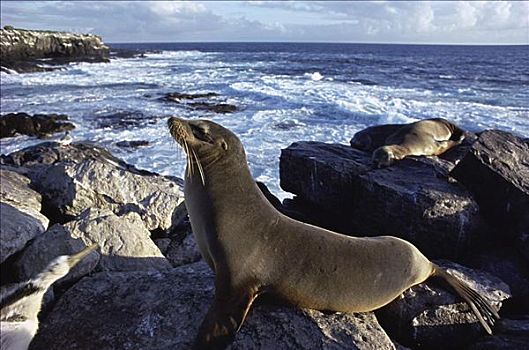海豹,胡德岛,加拉帕戈斯群岛,厄瓜多尔