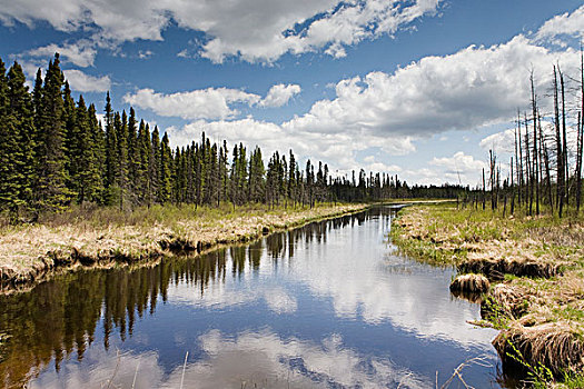 云,反射,平和,河,排列,树,桑德贝,安大略省,加拿大