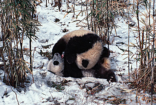 两个,熊猫,幼兽,玩,卧龙,四川,中国