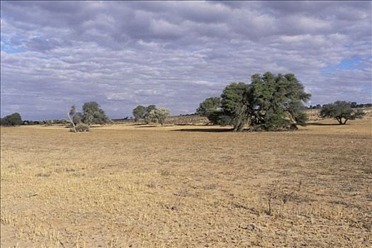 刺槐,卡拉哈里沙漠