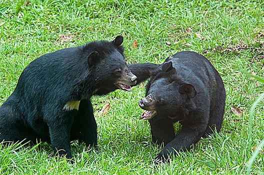 亚洲,黑熊,争斗