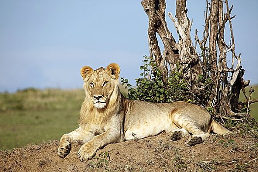 幼狮,狮子,躺着,马赛马拉国家保护区,肯尼亚