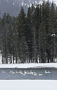 州立公园,爱达荷,美国,野天鹅,天鹅,野鸭,绿头鸭,仰视,松树,局部,金色,湖,冬天