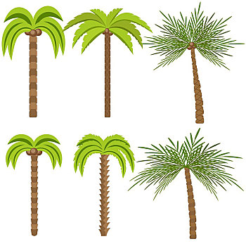 棕榈树,隔绝,白色背景,背景,漂亮,帕尔玛,树,矢量,插画