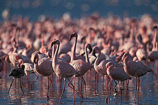 肯尼亚,纳库鲁湖国家公园,小火烈鸟,成群,纳库鲁湖,早晨