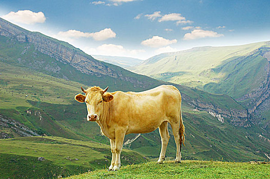 褐色,母牛,山,夏天