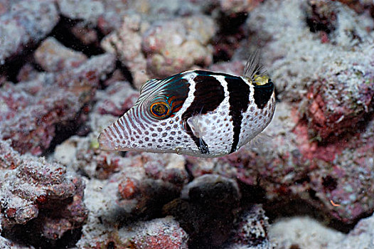 珊瑚,礁石,马尔代夫
