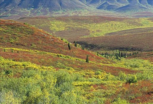 秋天,彩色,苔原,德纳利国家公园和自然保护区,阿拉斯加