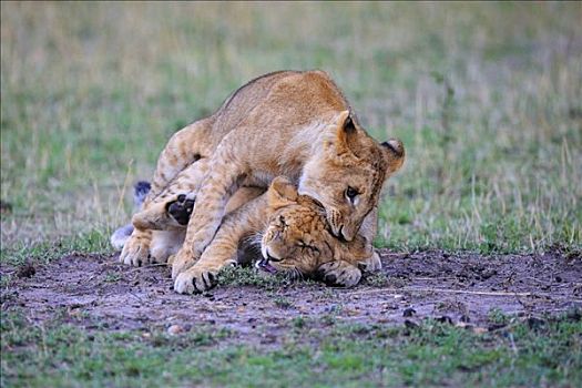 幼狮,狮子,肯尼亚,东非