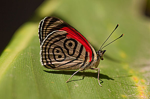 蝴蝶,亚马逊河,厄瓜多尔