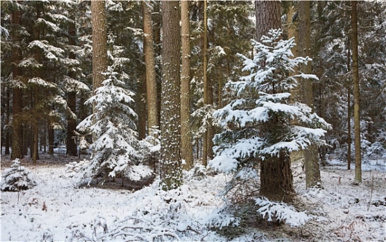 冬季风景,自然,树林,松树,树干,云杉
