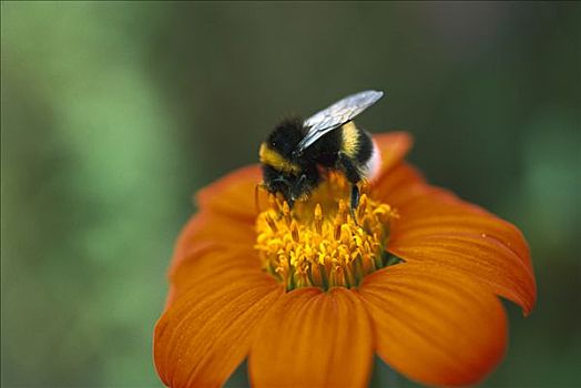 白尾,大黄蜂,收集,花粉,花,德国