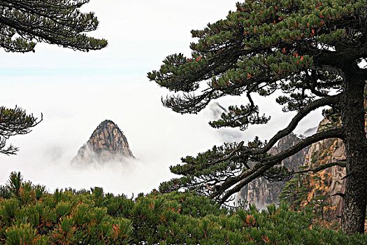 黄山奇松怪石