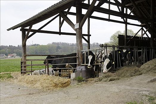 牛,户外,谷仓,北莱茵威斯特伐利亚,德国,欧洲