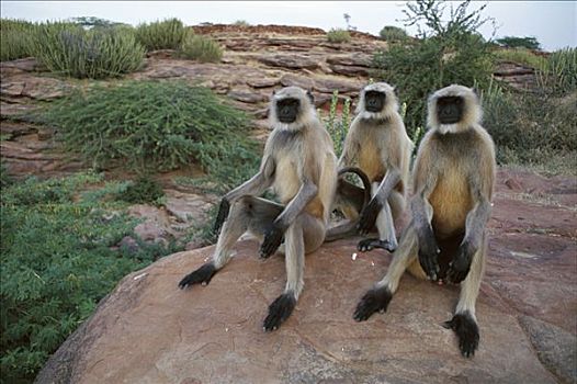 哈奴曼,叶猴,长尾叶猴,三个,成年,坐,石头,塔尔沙漠,拉贾斯坦邦,印度
