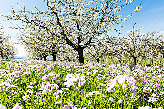 布谷鸟,花,草甸碎米荠,樱桃树,开花,排,牧场,春天,阿尔皋,瑞士
