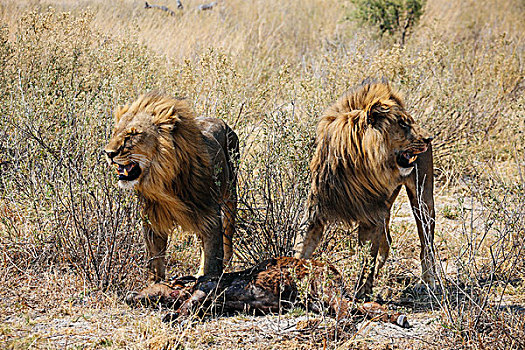 狮子,杀,水牛,幼兽,奥卡万戈三角洲,博茨瓦纳