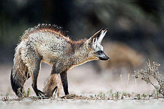 大耳狐,幼仔,河,卡拉哈迪大羚羊国家公园,博茨瓦纳