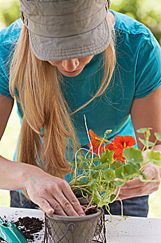 女人,种植,旱金莲,容器