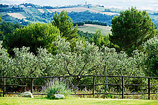 花园栅栏,特色,山,意大利,风景