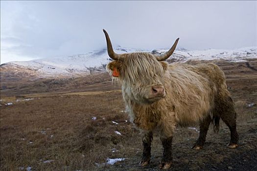 家牛,高原牛,站立,山景,茂尔岛,内赫布里底群岛,苏格兰