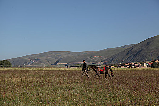 甘孜藏民,新路海,草原,牛羊