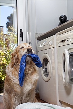 金毛猎犬,洗衣服