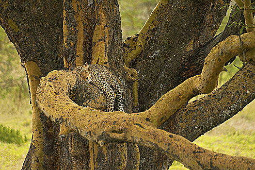 非洲豹,豹,休息,树枝,纳库鲁湖,国家公园,肯尼亚,东非
