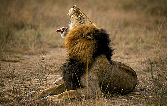 非洲狮,狮子,肯尼亚
