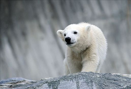 年轻,北极熊,动物园,斯图加特,巴登符腾堡,德国,欧洲