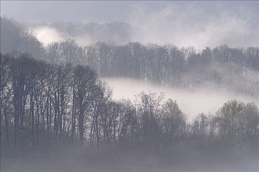 树林,雾,巴登符腾堡,德国