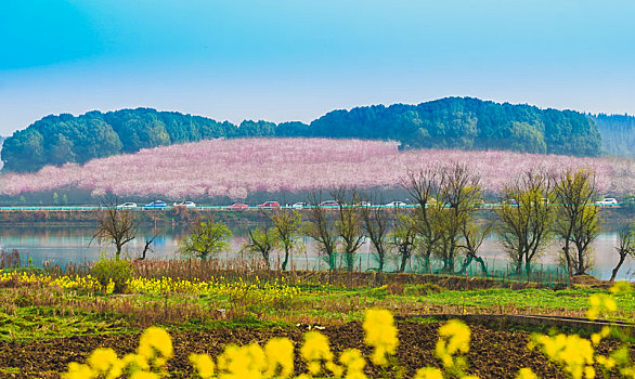 贵州红枫湖樱花与茶田
