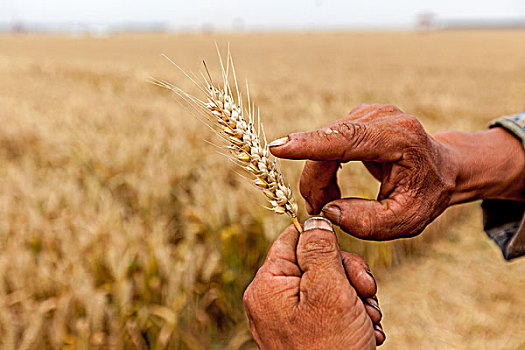 河南滑县,小麦成熟收获