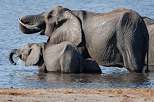 非洲象,成年,小动物,喝,河,乔贝国家公园,博茨瓦纳,非洲
