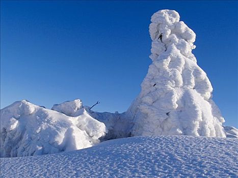 积雪,树,顶峰,防护,风景,区域,北方,摩拉维亚,捷克共和国,欧洲