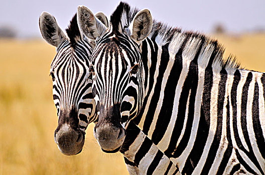 脸,两个,斑马,马,埃托沙国家公园,纳米比亚,非洲