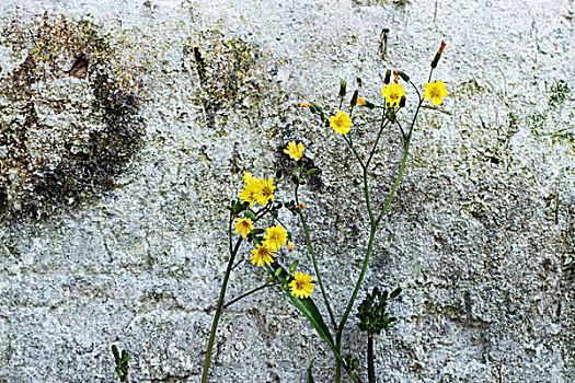 春天墙根的小黄花