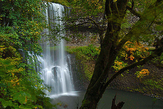 秋叶,银色瀑布州立公园,俄勒冈
