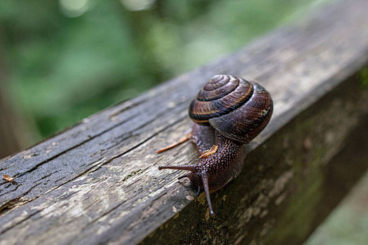 欧洲棕色花园蜗牛