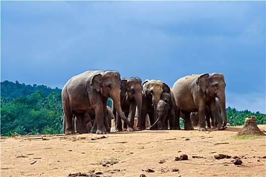 大象,品纳维拉,大象孤儿院,斯里兰卡