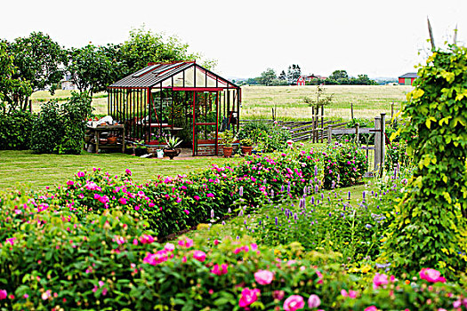 瑞典,乡村,花园,蔷薇,树篱,温室,背景