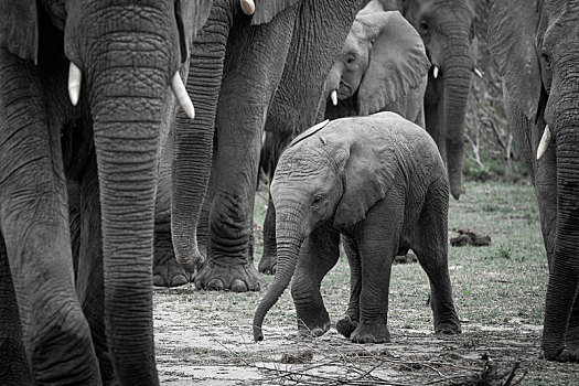 小象,非洲象,走,大象,成年,看别处,正面,腿,抬起