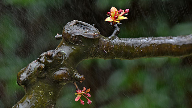 春雨中的植物和花卉