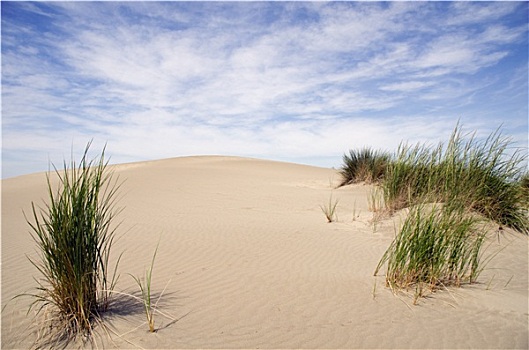 沙丘,植被