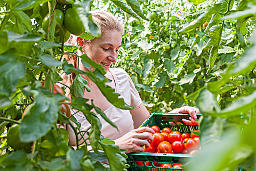 女人,有机农场,收获,西红柿,温室,德国