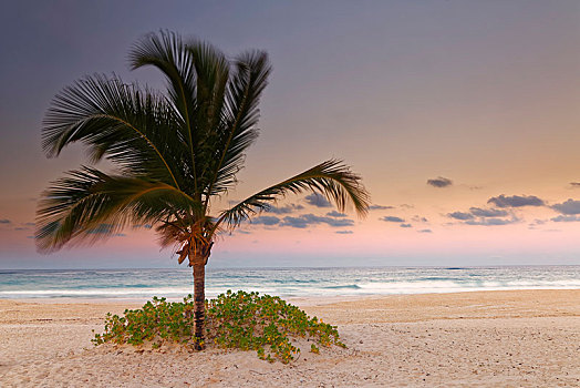 黃昏,沙滩,棕榈树,干盐湖,蓬塔卡纳,多米尼加共和国,中美洲