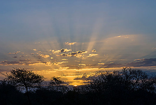 日落,光线,阳光,树,晚上,亮光,克鲁格国家公园,南非,非洲