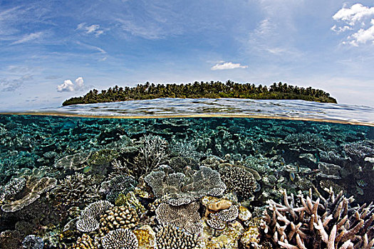 岛屿,遮盖,棕榈树,珊瑚礁,繁茂,石头,珊瑚,礁石,印度洋,南马累环礁,马尔代夫,亚洲