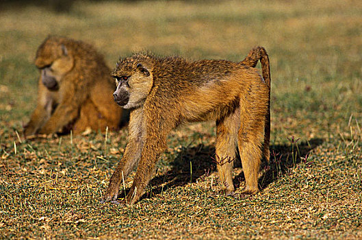 黄狒狒,马赛马拉,公园,肯尼亚