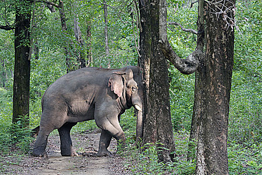 亚洲象,雄性动物,推,树